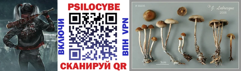 Псилоцибиновые грибы Psilocybe  Екатеринбург 